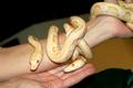 snakesRus's Avatar