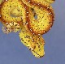 chondrogal's Avatar