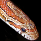 heart4herps's Avatar