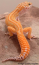 leopard's Avatar