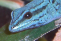 Zippy's Avatar