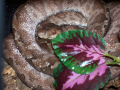 snakecharmer23's Avatar