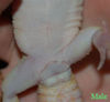 Male